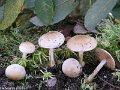 Hebeloma pusillum-amf877